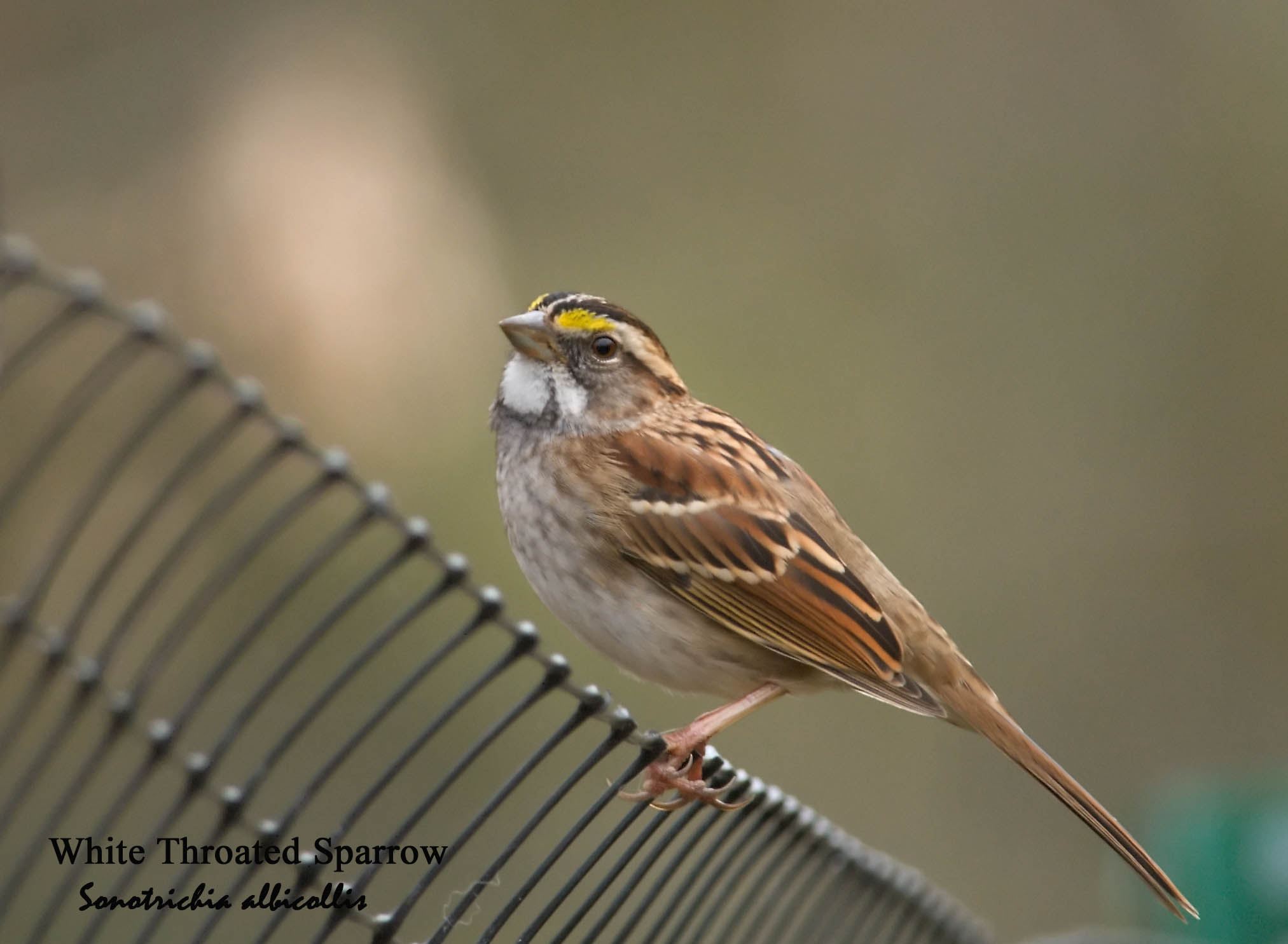 White-Throated Sparrow